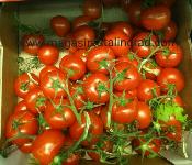 Tomate grappe 500g.