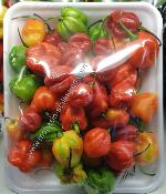 Piment antillais frais (250g)