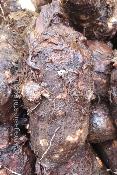 Dachines st Vincent frais (1,2kg)