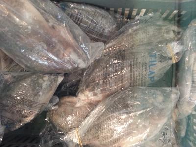 Tilapia Moyen (1,5 kg)