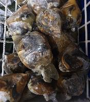 Escargot de côte d'ivoire congelé (380g)