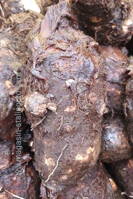 Dachines st Vincent frais (1,2kg)
