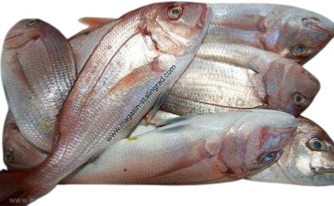 Carton Dorade moyenne surgelé (4kg)*