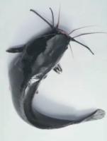 Carton poisson chat surgelé (3 kg)