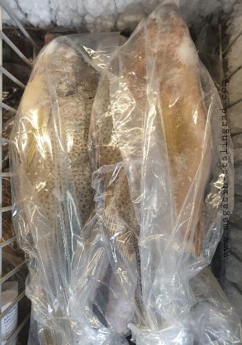 Poisson Sompat congelé (2,4kg)