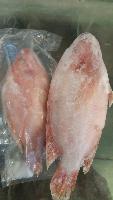 Tilapia Rouge Moyen (1,5  kg)