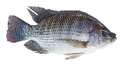 Carton tilapia Gros (10kg)*