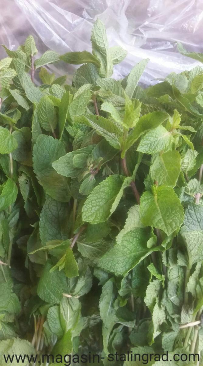 Bouquet De Feuilles De Menthe Fraîche Couché Sur Du Vieux Béton