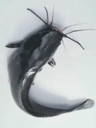 Carton Poisson Chat Surgele 4 Kg 23 90 Euros