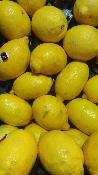 Citron jaune (500g)